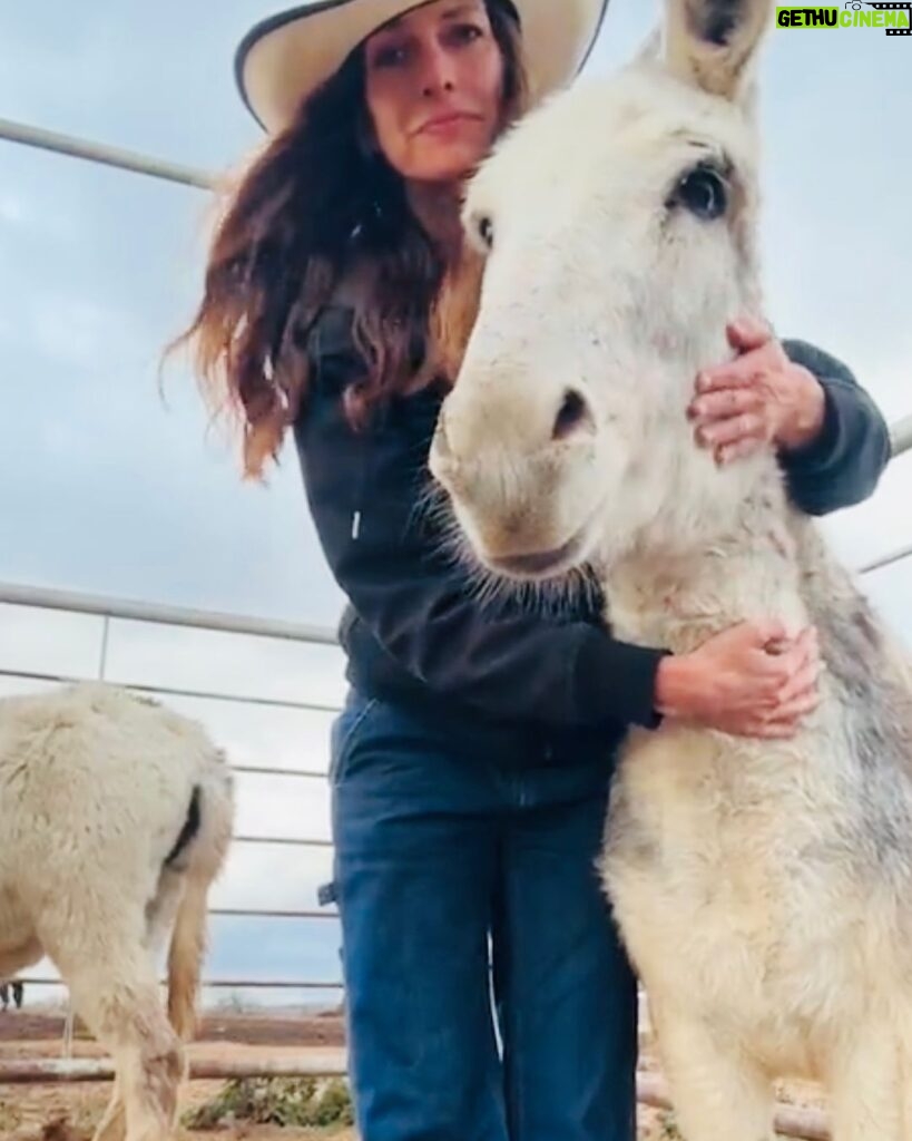 Dawn Olivieri Instagram - This is “Cuddles” apparently I have a heart donk and this is her.❤️ @moon_mountain_sanctuary ambassador for sure. Famous for her hugs. Bowie, Texas