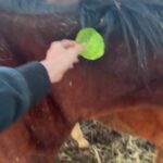 Dawn Olivieri Instagram - Green tag means direct ship to Mexico. Slaughter bound my love… Bowie, Texas