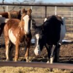 Dawn Olivieri Instagram - Momma baby reservation pairs. I said I don’t have room but maybe one pair won’t sink the ship. Please email info@moonMountainSanctuaryAndRescue to adopt. If you are a rescue and you can pledge space please reach out. Together we can make a difference for more.
