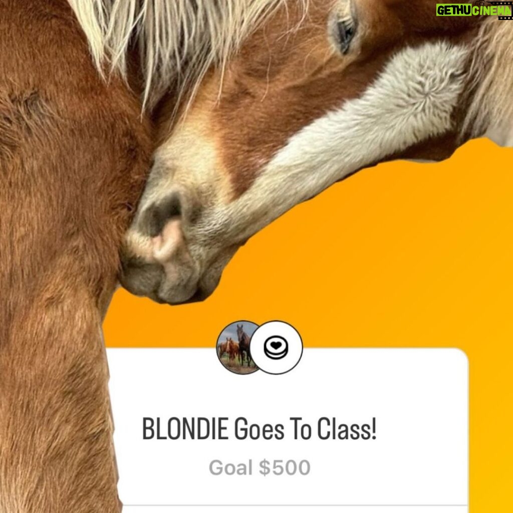 Dawn Olivieri Instagram - The his is “BLONDIE” and for no reason, I am starting her schooling fundraiser first. Carla our on-site trainer is starting a program with @moon_mountain_sanctuary to get some trust going with these big girls. Each one of them will need to be halter trained and allow us to pick up feet and give meds when needed so we’ve got to put a little work in! They are so worth it. This will eventually ensure wonderful homes with families of their own. ❤️ that is the ultimate goal for all the rescues at @moon_mountain_sanctuary If you feel called to help BLONDIE on her journey, I’ve started a fundraiser for her first month of school in my stories. Arkansas - the Natural State