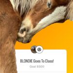 Dawn Olivieri Instagram - The his is “BLONDIE” and for no reason, I am starting her schooling fundraiser first. Carla our on-site trainer is starting a program with @moon_mountain_sanctuary to get some trust going with these big girls. Each one of them will need to be halter trained and allow us to pick up feet and give meds when needed so we’ve got to put a little work in! They are so worth it. This will eventually ensure wonderful homes with families of their own. ❤️ that is the ultimate goal for all the rescues at @moon_mountain_sanctuary If you feel called to help BLONDIE on her journey, I’ve started a fundraiser for her first month of school in my stories. Arkansas - the Natural State
