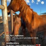 Dawn Olivieri Instagram - These two have a pledged home with best chance ranch. They will have to go through the auction. We can keep them out of the hands of the kill buyers and into a rescue ❤️