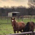 Dawn Olivieri Instagram - This is just an update on @equinesportsmedicineesm MM overflow and for some reason the end of this video cut itself off so to finish the story: SPOILER ALERT*** Go watch the live first to get the beginning of the story. Roan-me-over would drop from a double dose of tranquilizer so not able to give him anymore, Cam told them to open the squeeze and as he took a step he dropped. The. As they prepared him for castration, she touched him and he kicked out so they had to then tie his legs. What a willful young horse. He is stunning with his one blue eye. With an intensity very unique to him. Equine Sports Medicine