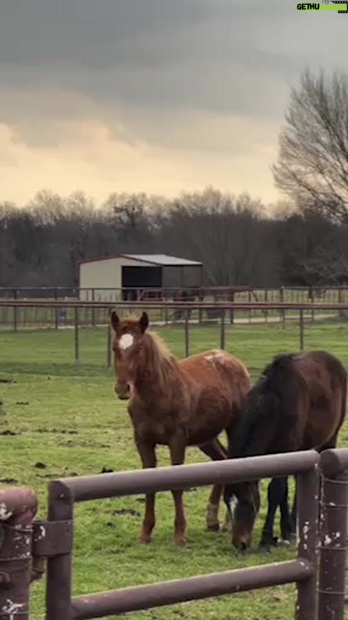Dawn Olivieri Instagram - This is just an update on @equinesportsmedicineesm MM overflow and for some reason the end of this video cut itself off so to finish the story: SPOILER ALERT*** Go watch the live first to get the beginning of the story. Roan-me-over would drop from a double dose of tranquilizer so not able to give him anymore, Cam told them to open the squeeze and as he took a step he dropped. The. As they prepared him for castration, she touched him and he kicked out so they had to then tie his legs. What a willful young horse. He is stunning with his one blue eye. With an intensity very unique to him. Equine Sports Medicine