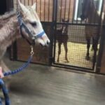 Dawn Olivieri Instagram - Tula and Simba go on a date. 😬 Equine Sports Medicine