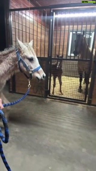 Dawn Olivieri Instagram - Tula and Simba go on a date. 😬 Equine Sports Medicine