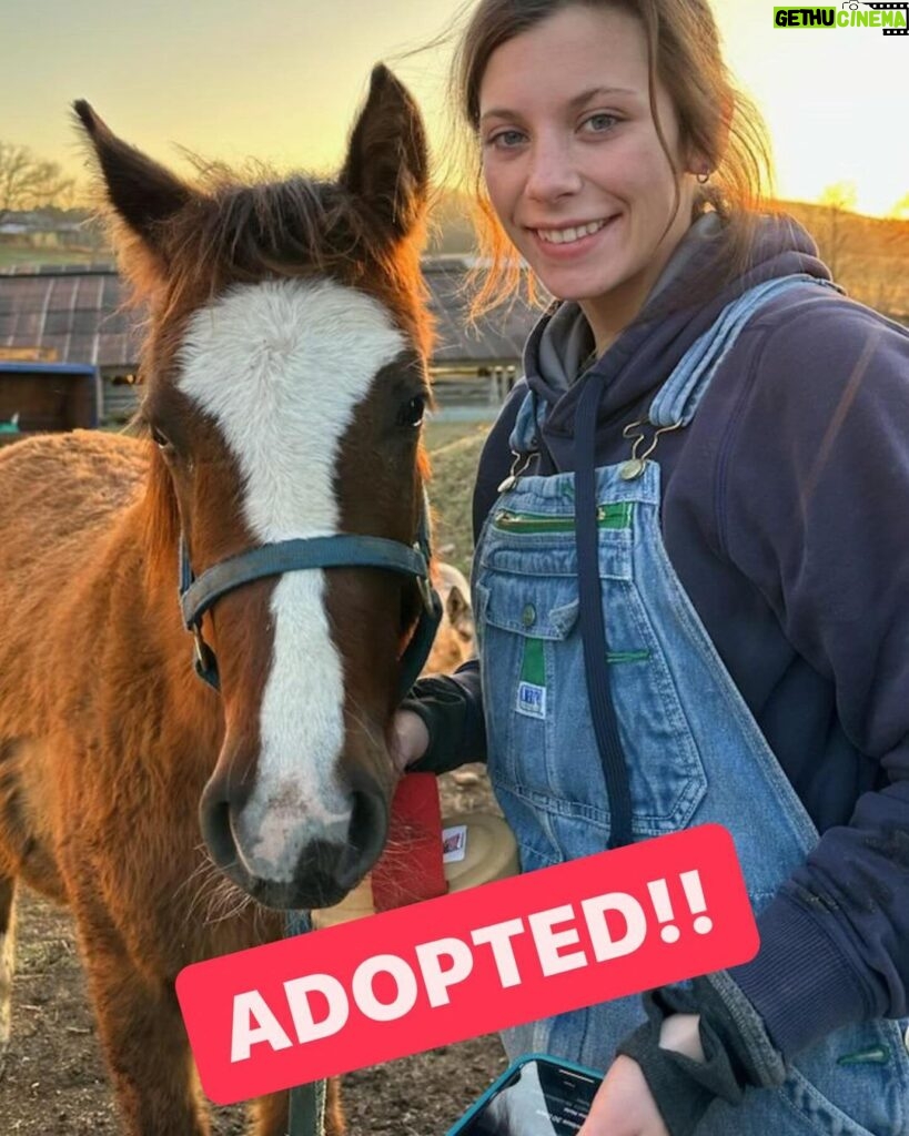 Dawn Olivieri Instagram - Our sweet baby Tank gets a mommy and she has told us she is over the moon for him. Thank you @equinesportsmedicineesm and @camstoudt for giving Tank the chance at this new exciting life with so much love he can barely stand it. And thank you @moon_mountain_sanctuary for existing. You came out of nowhere like a runaway train. But I’m riding it like the wind and this right here… is what it’s all for. ❤️ good luck Tank can’t wait to see how you turn out 🥰 Arkansas - the Natural State
