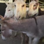 Dawn Olivieri Instagram – More pregnant donkey mommas getting their freedom ride!!!

My truck kept stealing the audio but  I eventually fix it. Ugh Bowie, Texas
