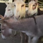 Dawn Olivieri Instagram - More pregnant donkey mommas getting their freedom ride!!! My truck kept stealing the audio but I eventually fix it. Ugh Bowie, Texas