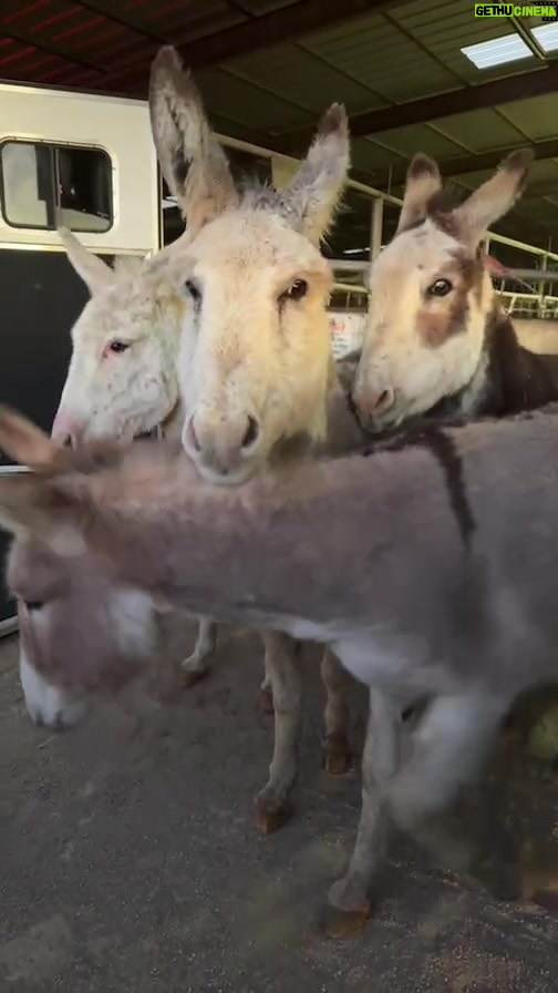 Dawn Olivieri Instagram - More pregnant donkey mommas getting their freedom ride!!! My truck kept stealing the audio but I eventually fix it. Ugh Bowie, Texas