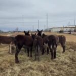 Dawn Olivieri Instagram - Last visit payed to bowie to help advocate for these pregnant momma donkeys! Today make it part of your church to give and save two lives, the momma and the little baby inside her belly. ❤️ Go to Bowie auction website and go to their online section and and in $650 straight to them make sure in the notes section you write roar sanctuary or moon Mountain sanctuary and they will apply the discount in the morning if you do this and you want to message us directly just to let us know the number that you bailed it could be good for us to have that in our notes as well❤️ Bowie, Texas
