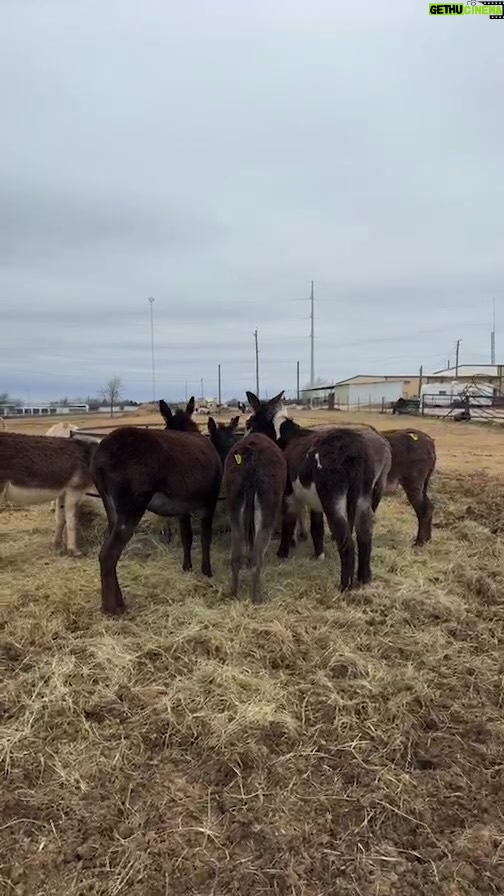 Dawn Olivieri Instagram - Last visit payed to bowie to help advocate for these pregnant momma donkeys! Today make it part of your church to give and save two lives, the momma and the little baby inside her belly. ❤️ Go to Bowie auction website and go to their online section and and in $650 straight to them make sure in the notes section you write roar sanctuary or moon Mountain sanctuary and they will apply the discount in the morning if you do this and you want to message us directly just to let us know the number that you bailed it could be good for us to have that in our notes as well❤️ Bowie, Texas