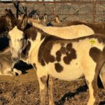 Dawn Olivieri Instagram - For the last group of donkey’s at the Bowie, kill pen Donate to any link that you want ro in my bio. Also I urge you to follow @roarsantuary to follow this groups adventures! Paypal : EternalDawnInc Venmo : Dawnolivieri For cooperate giving go to Daffy.com