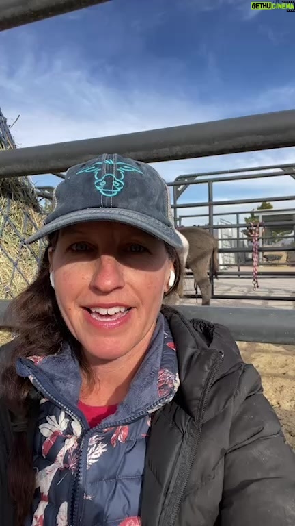 Dawn Olivieri Instagram - There are still 33 donkeys who were dropped off at the Bowie Auction House because the breeder lost their lease. Sadly they could ship to Mexico any day and most of the Jenny pairs are pregnant. Not only are the pregnant but they also have their adult children with them. Can’t imagine donkey families facing the horrors of slaughter. We can help by giving them a forever home on 40 acres where they can grow old with their donkey friends and families. In order to do this we need to raise $100,000 for auction fees, transport, vet care, boarding fees until Kingman location is ready and fencing for 40 acres in Kingman. @roarsanctuary has offered to house and care for the donkeys until our Kingman facilty is ready. @dawnolivieri has offered to help with the auction fees. We have an awesome team working hard to get this done in the next couple of days. Here is how you can help: 1) pledge a donation amount in the comments or DM. If we have enough pledges, we will ask you to actually donate. 2) share this with people who are in a position to help us invest in these donkeys future. I am available to answer questions. Feel free to reach out. #bowieauctionrescue #donkeyfamilies #donkeyherds #donkeysrunning #donkeymoms #babydonkeys #momandbabypair #donkeylove #donkeylovers #donkeylife #ilovedonkeys #donkeysofinstagram #donkeybonding #donkeysouls #donkeysmatter #donkeyjoy #savetheburros #donkeysareawesome #donkeysanctuary #donkeydreamssanctuary