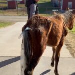 Dawn Olivieri Instagram - This is BUNNY. We were told she was over 8 months old, fed three times a day concentrate mix, one flake of hay, half flake of alfalfa and nutrient dense fodder. I don’t need to say anything more. Honestly the proof is in the pudding. Body score 1= animal cruelty and starvation. These babies are not up for adoption and I’m shocked there is an Arabian rescue out there right now trying to peddle them in this condition. These babies will remain at moon mountain for obvious reasons until they are all in full health. Would you not agree with this mandate? As far as everything else goes, if your heart is not pointed towards their wellbeing, there is darkness in your movements and I wish you luck on your jouney. ❤️