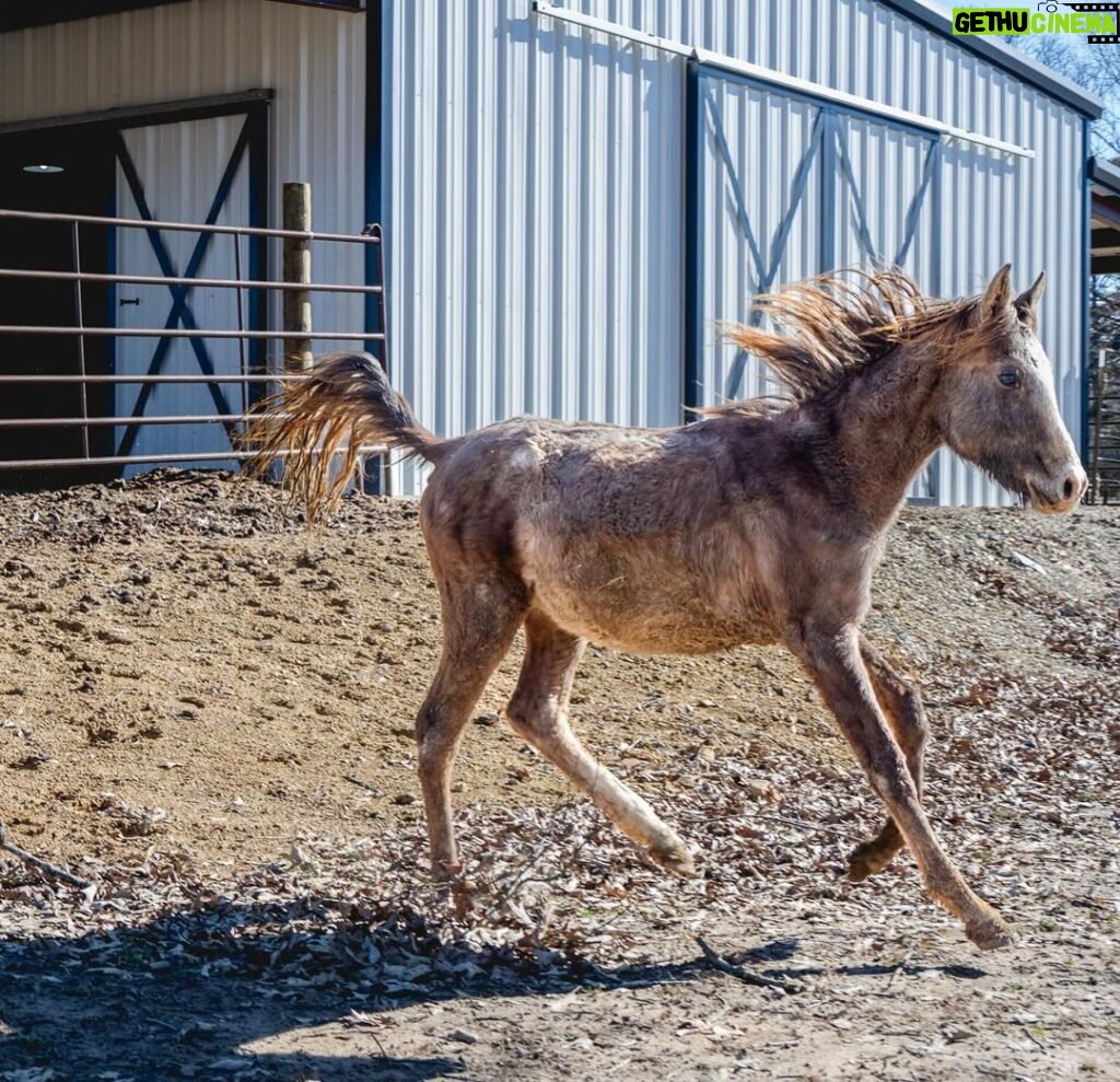 Dawn Olivieri Instagram - ARABIAN RESCUE UPDATE. I would say we are feelin goooood. From picking everyone one of these babies up by hand or by tractor just so they could stand bc they were so weak - to tails up running across a field!? ❤️ hang in there babies. You still look like the struggle is real but we don’t give up on you. We will pull you through this nightmare if you can keep even the slightest glimmer of light in your eyes. I will use that tiny flicker to guide my torch and set your entire life force on fire. Thank you @samsartclub65 for always coming to volunteer your talented capture skills. You are a true artist for these horses.❤️ Bunni, Ariel, Felix and Aladdin… I wish I could see you in these photos too. I just have to imagine you all. Tails up in heaven. ❤️ Thank you @emma_partyof8 and @debbieminer62 for being my super hero baby saving horse squad. You two are next level. Thank you @equinesportsmedicineesm for your 24 hour on call care for this group. You are the reason we can be the rescue that we are. Thank you to our partners at @tractorsupply @purinafeedgreatness @shelterlogic_official @arkansas @arkfarmbureau @moon_mountain_sanctuary And our little sweet town of Mena Arkansas that has opened its arms to a crazy actress and all her magical creatures looking for their second chance at this beautiful life❤️ Arkansas - the Natural State