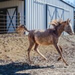 Dawn Olivieri Instagram – ARABIAN RESCUE UPDATE. I would say we are feelin goooood. From picking everyone one of these babies up by hand or by tractor just so they could stand bc they were so weak – to tails up running across a field!? 

❤️ hang in there babies. You still look like the struggle is real but we don’t give up on you. We will pull you through this nightmare if you can keep even the slightest glimmer of light in your eyes. I will use that tiny flicker to guide my torch and set your entire life force on fire. 

Thank you @samsartclub65 for always coming to volunteer your talented capture skills. You are a true artist for these horses.❤️

Bunni, Ariel, Felix and Aladdin… I wish I could see you in these photos too.  I just have to imagine you all. Tails up in heaven. ❤️

Thank you @emma_partyof8 and @debbieminer62 for being my super hero baby saving horse squad. You two are next level.

Thank you @equinesportsmedicineesm for your 24 hour on call care for this group. You are the reason we can be the rescue that we are. 

Thank you to our partners at 
@tractorsupply
@purinafeedgreatness 
@shelterlogic_official 
@arkansas 
@arkfarmbureau 
@moon_mountain_sanctuary 

And our little sweet town of Mena Arkansas that has opened its arms to a crazy actress and all her magical creatures looking for their second chance at this beautiful life❤️ Arkansas – the Natural State