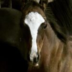 Dawn Olivieri Instagram - Our sweet baby Tank gets a mommy and she has told us she is over the moon for him. Thank you @equinesportsmedicineesm and @camstoudt for giving Tank the chance at this new exciting life with so much love he can barely stand it. And thank you @moon_mountain_sanctuary for existing. You came out of nowhere like a runaway train. But I’m riding it like the wind and this right here… is what it’s all for. ❤️ good luck Tank can’t wait to see how you turn out 🥰 Arkansas - the Natural State