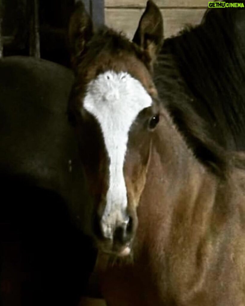 Dawn Olivieri Instagram - Our sweet baby Tank gets a mommy and she has told us she is over the moon for him. Thank you @equinesportsmedicineesm and @camstoudt for giving Tank the chance at this new exciting life with so much love he can barely stand it. And thank you @moon_mountain_sanctuary for existing. You came out of nowhere like a runaway train. But I’m riding it like the wind and this right here… is what it’s all for. ❤️ good luck Tank can’t wait to see how you turn out 🥰 Arkansas - the Natural State