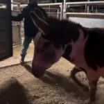 Dawn Olivieri Instagram - First donkey freedom ride ❤️ * the sound fixes itself. Give it a second Bowie, Texas