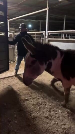 Dawn Olivieri Instagram - First donkey freedom ride ❤️ * the sound fixes itself.  Give it a second