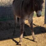Dawn Olivieri Instagram - It’s DISNEY FOR DONKEYS!!! Enter the $100 raffle to win a FREE TRIP TO DISNEY WORLD 2 adults and two kids airfare within the us covered! You can also still win if you are out of the country! Go to @roarsanctuary and send in $100 to any of her donation links in her bio. Be sure to write “Disney Raffle” in the subject line! You can also call bowie at 940-872-5441 And tell them you want to pay a pregnant donkey bail for ROAR sanctuary and Moon mountain!! Donkeys are $675 when you call. Pay part of a bail or pay the whole thing!! Let’s get these donkey out of here asap!! Or do both!! Let’s get it here donkey saved today AND get you and your family on a tropical Florida vacation to Disney World!! Bowie, Texas
