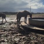 Dawn Olivieri Instagram - Direct ship morning. Email info@moonmountiansanctuaryandrescue.com if you can pledge a home for one or two Bowie, Texas