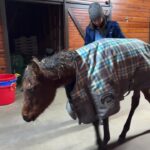 Dawn Olivieri Instagram - Bunni, Simba, and Ariel get a ride to Pilot point Tx due to elevated white blood cell counts. ❤️ Meanwhile back at Moon Mountain, With the impending cold front and massive storm about to hit Mena Ar, All these rescued anemic Arabians are being moved to warm shelters around Mena. Their conditions are so fragile that it wasn’t worth the risk. No more babies go down if I can help it. Mother Nature can be relentless and hypothermia is not something I want to contend with. Equine Sports Medicine
