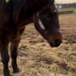 Dawn Olivieri Instagram - “Mouse” …this gelding looks to have pulled the Moon in with his face. Which is exactly why we would like to return the favor and use the strength of an army to pull him out of the direct ship lot and remove that green kill sticker from his mane forever. Find him a loving home and call it a day. This fundraiser will cover his vet visit, vaccines, teeth, coggins, feet, health certificate and groceries. A LOT of them to get him back into a healthy weight to find his forever home. He’s already the sweetest thing you’ve ever met. Let’s help this gentle heart. Video of him in my stories. I have a big crush. ❤️