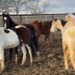 Dawn Olivieri Instagram - 10 Reservation babies at the Bowie kill pen Auction. This goal is to raise 2k per baby to cover vet, coggins, vaccines, health certs, initial training and then winter feed for a window until they are adopted to a forever home. Who knows if we will make it to 20k but however much money we raise I will use it to go to the babies. I always do. There are also a couple direct ships that I may pull. I will make another fundraiser for Mouse too. Working side by side @allseatedinabarn and I are combining forces to do as MUCH good as we can out here on this kill pen auction floor. Keeping these babies out of the hands of horse flippers and direct ship lots, we are their gateway out of this pipeline. We bring them to gentle peace and then only one more stop. Home. Help us do what we do best. Save some babies. ❤️ I’ve got the biggest back seat of any truck you’ve ever seen.
