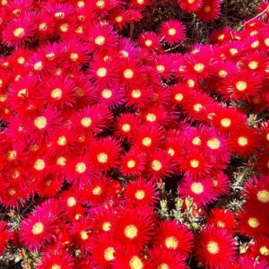 Dax Flame Instagram - New prank video + I’m vaccinated now!!! (Also, saw these amazing flowers. They are so shiny, and I believe I’ve seen them before, perhaps they just bloom@in the spring!)