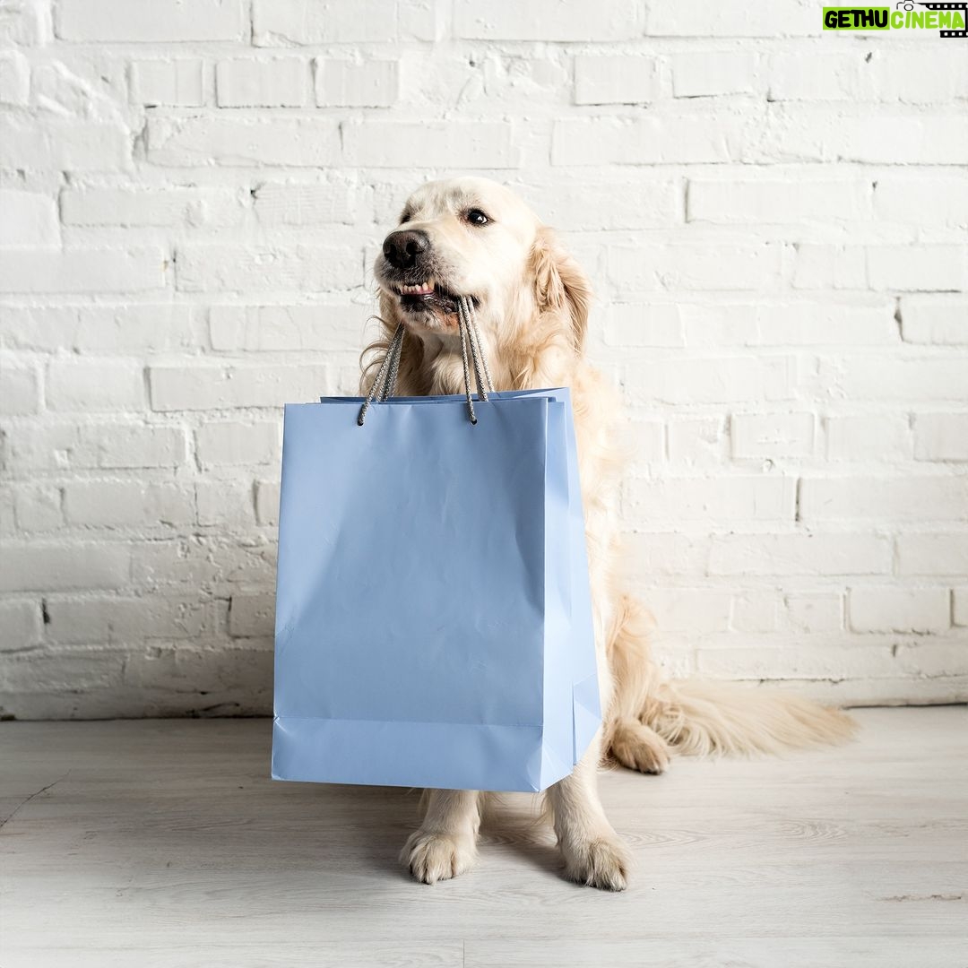 Dean R. Koontz Instagram - Q: What’s on Elsa’s Black Friday shopping list? A: A leash to better control me and my submission to obedience lessons.