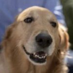 Dean R. Koontz Instagram - Dad, happy birthday. I’m giving you a free grooming at my vet’s office. Look out for that thing they do with the glands.