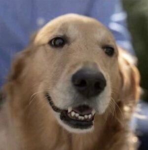 Dean R. Koontz Instagram - Dad, happy birthday. I’m giving you a free grooming at my vet’s office. Look out for that thing they do with the glands.
