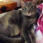 Deanna Yusoff Instagram - Goodbye Lulu my love. Thank you for 17 wonderful years of cuddles, purrs, cat-talking, tv watching, playing and manja-ing. You weren’t just my cat, you were my baby, my companion, my family and we shared so much together, even more than with anyone else. You were independent and had a strong character but you always knew when I needed you. I will miss our mornings in the garden taking in the sun where you insisted I carry you in my arms. You were possessif of anyone you loved and that was so special. I am grateful that you waited for me to come back and that I got to spend these last few weeks with you and be there for you. You will be missed and I know Limone will miss her kakak terribly. You are now free and back with Maco, Lily and Grandma. See you on the other side Buburella. Keep purring like a motorboat my love ❤️ #lulu #goodbye #cat #cuddles #pet #purr