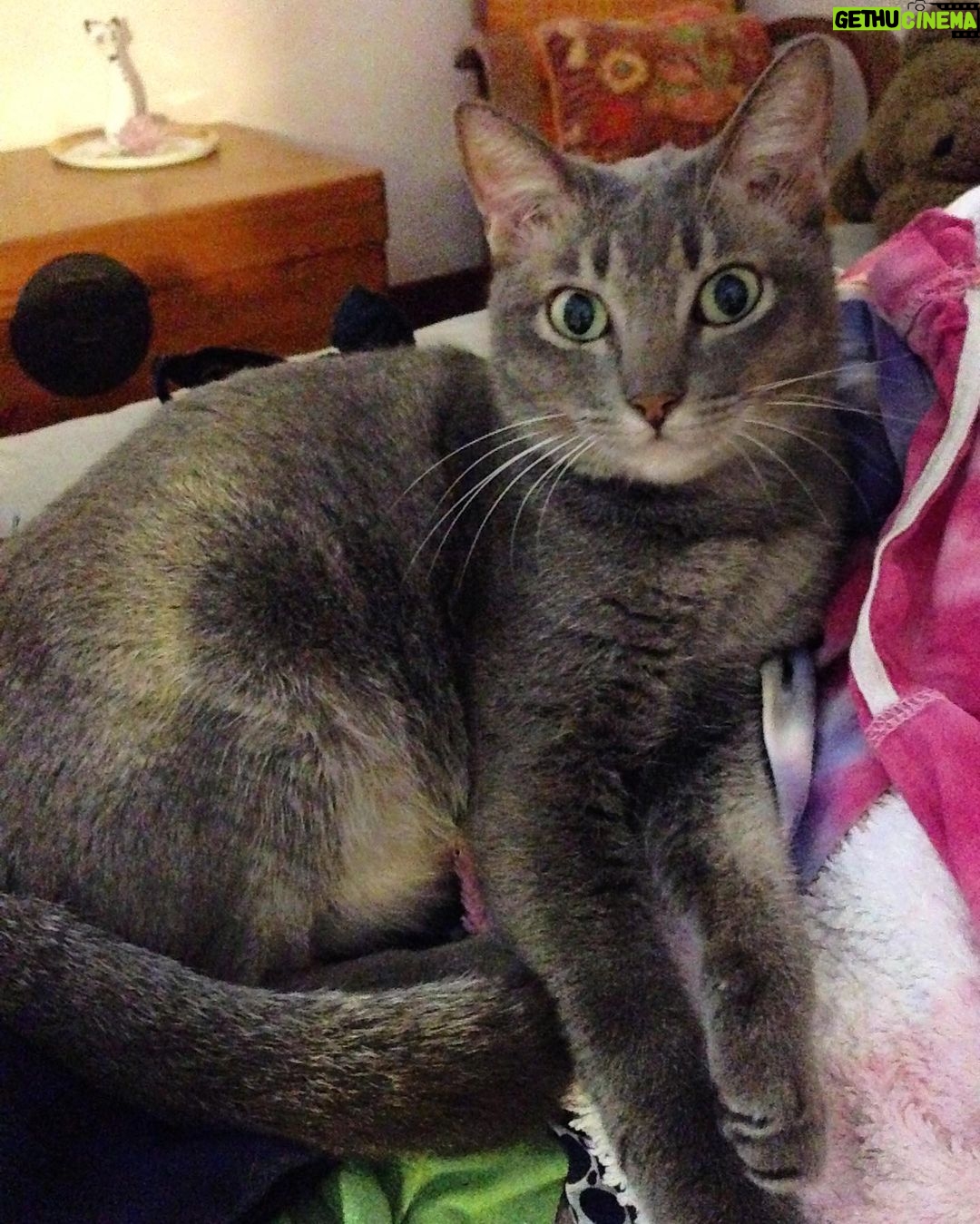 Deanna Yusoff Instagram - Goodbye Lulu my love. Thank you for 17 wonderful years of cuddles, purrs, cat-talking, tv watching, playing and manja-ing. You weren’t just my cat, you were my baby, my companion, my family and we shared so much together, even more than with anyone else. You were independent and had a strong character but you always knew when I needed you. I will miss our mornings in the garden taking in the sun where you insisted I carry you in my arms. You were possessif of anyone you loved and that was so special. I am grateful that you waited for me to come back and that I got to spend these last few weeks with you and be there for you. You will be missed and I know Limone will miss her kakak terribly. You are now free and back with Maco, Lily and Grandma. See you on the other side Buburella. Keep purring like a motorboat my love ❤️ #lulu #goodbye #cat #cuddles #pet #purr