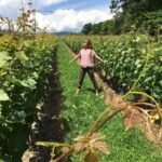 Deanna Yusoff Instagram - A day by the Riviera Suisse, lac Léman. Am gonna miss the beautiful summer weather and all the yummy food. #lacleman #rivieravaudoise #switzerland #vaud #vineyard #poppyflower #summer #vacation #ysbh #deannatravels #livingwithdeanna #europe #freedom #gratitude #lifeisgood #casinodemorges #hôteldevillemorges #belgianwaffle #actress #singer #model #emcee #eurasian