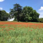 Deanna Yusoff Instagram - A day by the Riviera Suisse, lac Léman. Am gonna miss the beautiful summer weather and all the yummy food. #lacleman #rivieravaudoise #switzerland #vaud #vineyard #poppyflower #summer #vacation #ysbh #deannatravels #livingwithdeanna #europe #freedom #gratitude #lifeisgood #casinodemorges #hôteldevillemorges #belgianwaffle #actress #singer #model #emcee #eurasian