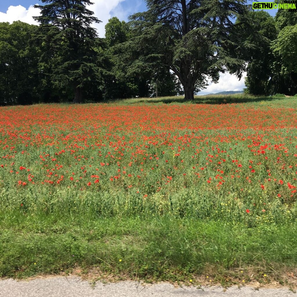 Deanna Yusoff Instagram - A day by the Riviera Suisse, lac Léman. Am gonna miss the beautiful summer weather and all the yummy food. #lacleman #rivieravaudoise #switzerland #vaud #vineyard #poppyflower #summer #vacation #ysbh #deannatravels #livingwithdeanna #europe #freedom #gratitude #lifeisgood #casinodemorges #hôteldevillemorges #belgianwaffle #actress #singer #model #emcee #eurasian