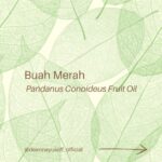 Deanna Yusoff Instagram - Hey there! I'm super excited to share that I'll be using Buah Merah as a carrier oil in my upcoming product launch. I'm really loving the amazing color it brings, and it's already inspiring some ideas for future formulations too. I can't wait to share more about my new product with you, but please bear with me - I believe that good things come to those who wait for the right time. Buah Merah, also known as Pandanus Conoideus or Red Fruit Oil, is a type of oil that is extracted from the fruit of the Pandanus Conoideus tree. The plant is native to Papua, Indonesia, and is commonly found in the Pacific Islands, including Fiji, Vanuatu, and the Solomon Islands. The oil from the Buah Merah is typically extracted using cold-pressing or expeller-pressing methods. Cold-pressing involves using a hydraulic press to extract the oil from the fruit without the use of heat. This method helps to retain the oil's natural nutrients and antioxidants, making it ideal for use in skincare products. Expeller-pressing, on the other hand, involves using a mechanical press to extract the oil from the fruit. This method applies heat and pressure to the fruit, which can alter the oil's chemical composition and reduce its natural nutrients. After the oil is extracted, it is then filtered and refined to remove any impurities, resulting in a pure and high-quality oil that can be used in skincare products. It is worth noting that the extraction process can vary depending on the manufacturer and the equipment used. Therefore, it is essential to choose a reputable brand that uses high-quality extraction methods to ensure that you get the best quality oil. Apart from its use in skincare, Buah Merah oil is also used in traditional medicine to treat various ailments, including digestive issues and respiratory problems. Additionally, the oil is also used as a natural food coloring in some traditional dishes in Papua. Have you heard of this ingredient before? I would love to hear about your experience with it, so please let me know! #buahmerah #ingredient #carrieroil #formulation #naturalskincare