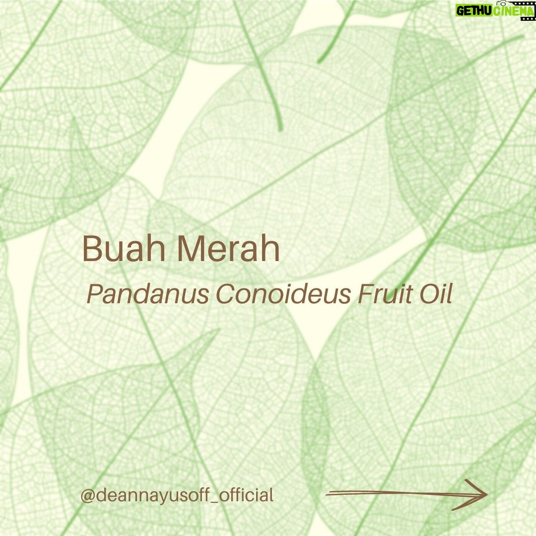 Deanna Yusoff Instagram - Hey there! I'm super excited to share that I'll be using Buah Merah as a carrier oil in my upcoming product launch. I'm really loving the amazing color it brings, and it's already inspiring some ideas for future formulations too. I can't wait to share more about my new product with you, but please bear with me - I believe that good things come to those who wait for the right time. Buah Merah, also known as Pandanus Conoideus or Red Fruit Oil, is a type of oil that is extracted from the fruit of the Pandanus Conoideus tree. The plant is native to Papua, Indonesia, and is commonly found in the Pacific Islands, including Fiji, Vanuatu, and the Solomon Islands. The oil from the Buah Merah is typically extracted using cold-pressing or expeller-pressing methods. Cold-pressing involves using a hydraulic press to extract the oil from the fruit without the use of heat. This method helps to retain the oil's natural nutrients and antioxidants, making it ideal for use in skincare products. Expeller-pressing, on the other hand, involves using a mechanical press to extract the oil from the fruit. This method applies heat and pressure to the fruit, which can alter the oil's chemical composition and reduce its natural nutrients. After the oil is extracted, it is then filtered and refined to remove any impurities, resulting in a pure and high-quality oil that can be used in skincare products. It is worth noting that the extraction process can vary depending on the manufacturer and the equipment used. Therefore, it is essential to choose a reputable brand that uses high-quality extraction methods to ensure that you get the best quality oil. Apart from its use in skincare, Buah Merah oil is also used in traditional medicine to treat various ailments, including digestive issues and respiratory problems. Additionally, the oil is also used as a natural food coloring in some traditional dishes in Papua. Have you heard of this ingredient before? I would love to hear about your experience with it, so please let me know! #buahmerah #ingredient #carrieroil #formulation #naturalskincare