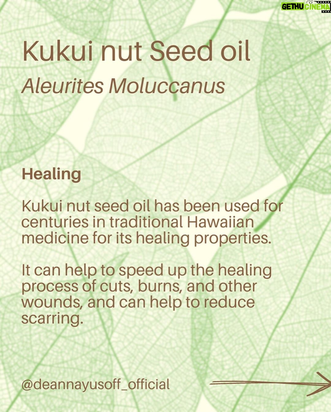 Deanna Yusoff - 1K Likes - Kukui nut, also known as Aleurites Moluccanus, Buah Keras, Kemiri or Candlenut, is a type of nut that is commonly found in Southeast Asia, including Malaysia. It has been a delicious cooking ingredient for centuries but it's also magical when used as part of skin care and haircare.
Kukui Nut oil (Carrier Oil) is extracted from the nuts and has been used for centuries in traditional remedies. With its combination of essential fatty acids and vitamins E and A to soothe irritated skin, soften and moisturize dry patches and even out tone. It is also believed to have anti-inflammatory and antimicrobial properties, which may make it useful for treating skin conditions like eczema, psoriasis, and acne. This ancient Malaysian secret might just be the best kept beauty trick still. No wonder I'm using Kukui oil all the time in my formulations...it would make our grandmas proud!
#kukui #kukuinuts #kukuinutoil #aleuritesmoluccanus #kemiri #buahkeras #candlenutoil #malaysia #holisticskincare #singapore #naturalskincare #skinhealth #ingredient #complexion #skincareingredient #carrieroilsforskin #lightoil #carrieroils #coldpressed #psoriasis #certifiedformulator #edelbotanica #deannacreates #deannaformulates #actress