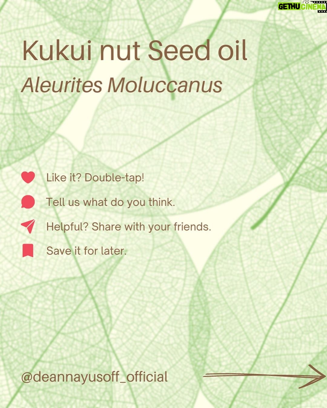 Deanna Yusoff - 1K Likes - Kukui nut, also known as Aleurites Moluccanus, Buah Keras, Kemiri or Candlenut, is a type of nut that is commonly found in Southeast Asia, including Malaysia. It has been a delicious cooking ingredient for centuries but it's also magical when used as part of skin care and haircare.
Kukui Nut oil (Carrier Oil) is extracted from the nuts and has been used for centuries in traditional remedies. With its combination of essential fatty acids and vitamins E and A to soothe irritated skin, soften and moisturize dry patches and even out tone. It is also believed to have anti-inflammatory and antimicrobial properties, which may make it useful for treating skin conditions like eczema, psoriasis, and acne. This ancient Malaysian secret might just be the best kept beauty trick still. No wonder I'm using Kukui oil all the time in my formulations...it would make our grandmas proud!
#kukui #kukuinuts #kukuinutoil #aleuritesmoluccanus #kemiri #buahkeras #candlenutoil #malaysia #holisticskincare #singapore #naturalskincare #skinhealth #ingredient #complexion #skincareingredient #carrieroilsforskin #lightoil #carrieroils #coldpressed #psoriasis #certifiedformulator #edelbotanica #deannacreates #deannaformulates #actress