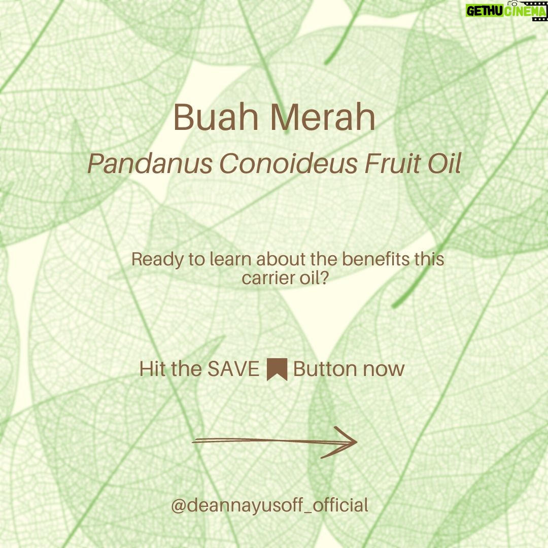 Deanna Yusoff Instagram - Hey there! I'm super excited to share that I'll be using Buah Merah as a carrier oil in my upcoming product launch. I'm really loving the amazing color it brings, and it's already inspiring some ideas for future formulations too. I can't wait to share more about my new product with you, but please bear with me - I believe that good things come to those who wait for the right time. Buah Merah, also known as Pandanus Conoideus or Red Fruit Oil, is a type of oil that is extracted from the fruit of the Pandanus Conoideus tree. The plant is native to Papua, Indonesia, and is commonly found in the Pacific Islands, including Fiji, Vanuatu, and the Solomon Islands. The oil from the Buah Merah is typically extracted using cold-pressing or expeller-pressing methods. Cold-pressing involves using a hydraulic press to extract the oil from the fruit without the use of heat. This method helps to retain the oil's natural nutrients and antioxidants, making it ideal for use in skincare products. Expeller-pressing, on the other hand, involves using a mechanical press to extract the oil from the fruit. This method applies heat and pressure to the fruit, which can alter the oil's chemical composition and reduce its natural nutrients. After the oil is extracted, it is then filtered and refined to remove any impurities, resulting in a pure and high-quality oil that can be used in skincare products. It is worth noting that the extraction process can vary depending on the manufacturer and the equipment used. Therefore, it is essential to choose a reputable brand that uses high-quality extraction methods to ensure that you get the best quality oil. Apart from its use in skincare, Buah Merah oil is also used in traditional medicine to treat various ailments, including digestive issues and respiratory problems. Additionally, the oil is also used as a natural food coloring in some traditional dishes in Papua. Have you heard of this ingredient before? I would love to hear about your experience with it, so please let me know! #buahmerah #ingredient #carrieroil #formulation #naturalskincare