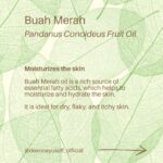 Deanna Yusoff Instagram - Hey there! I'm super excited to share that I'll be using Buah Merah as a carrier oil in my upcoming product launch. I'm really loving the amazing color it brings, and it's already inspiring some ideas for future formulations too. I can't wait to share more about my new product with you, but please bear with me - I believe that good things come to those who wait for the right time. Buah Merah, also known as Pandanus Conoideus or Red Fruit Oil, is a type of oil that is extracted from the fruit of the Pandanus Conoideus tree. The plant is native to Papua, Indonesia, and is commonly found in the Pacific Islands, including Fiji, Vanuatu, and the Solomon Islands. The oil from the Buah Merah is typically extracted using cold-pressing or expeller-pressing methods. Cold-pressing involves using a hydraulic press to extract the oil from the fruit without the use of heat. This method helps to retain the oil's natural nutrients and antioxidants, making it ideal for use in skincare products. Expeller-pressing, on the other hand, involves using a mechanical press to extract the oil from the fruit. This method applies heat and pressure to the fruit, which can alter the oil's chemical composition and reduce its natural nutrients. After the oil is extracted, it is then filtered and refined to remove any impurities, resulting in a pure and high-quality oil that can be used in skincare products. It is worth noting that the extraction process can vary depending on the manufacturer and the equipment used. Therefore, it is essential to choose a reputable brand that uses high-quality extraction methods to ensure that you get the best quality oil. Apart from its use in skincare, Buah Merah oil is also used in traditional medicine to treat various ailments, including digestive issues and respiratory problems. Additionally, the oil is also used as a natural food coloring in some traditional dishes in Papua. Have you heard of this ingredient before? I would love to hear about your experience with it, so please let me know! #buahmerah #ingredient #carrieroil #formulation #naturalskincare