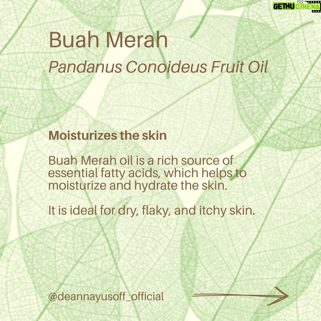 Deanna Yusoff Instagram - Hey there! I'm super excited to share that I'll be using Buah Merah as a carrier oil in my upcoming product launch. I'm really loving the amazing color it brings, and it's already inspiring some ideas for future formulations too. I can't wait to share more about my new product with you, but please bear with me - I believe that good things come to those who wait for the right time. Buah Merah, also known as Pandanus Conoideus or Red Fruit Oil, is a type of oil that is extracted from the fruit of the Pandanus Conoideus tree. The plant is native to Papua, Indonesia, and is commonly found in the Pacific Islands, including Fiji, Vanuatu, and the Solomon Islands. The oil from the Buah Merah is typically extracted using cold-pressing or expeller-pressing methods. Cold-pressing involves using a hydraulic press to extract the oil from the fruit without the use of heat. This method helps to retain the oil's natural nutrients and antioxidants, making it ideal for use in skincare products. Expeller-pressing, on the other hand, involves using a mechanical press to extract the oil from the fruit. This method applies heat and pressure to the fruit, which can alter the oil's chemical composition and reduce its natural nutrients. After the oil is extracted, it is then filtered and refined to remove any impurities, resulting in a pure and high-quality oil that can be used in skincare products. It is worth noting that the extraction process can vary depending on the manufacturer and the equipment used. Therefore, it is essential to choose a reputable brand that uses high-quality extraction methods to ensure that you get the best quality oil. Apart from its use in skincare, Buah Merah oil is also used in traditional medicine to treat various ailments, including digestive issues and respiratory problems. Additionally, the oil is also used as a natural food coloring in some traditional dishes in Papua. Have you heard of this ingredient before? I would love to hear about your experience with it, so please let me know! #buahmerah #ingredient #carrieroil #formulation #naturalskincare