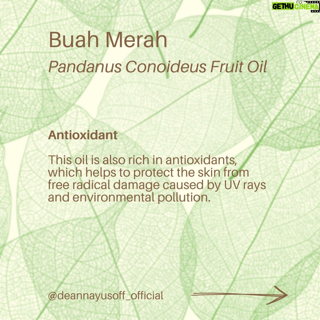 Deanna Yusoff Instagram - Hey there! I'm super excited to share that I'll be using Buah Merah as a carrier oil in my upcoming product launch. I'm really loving the amazing color it brings, and it's already inspiring some ideas for future formulations too. I can't wait to share more about my new product with you, but please bear with me - I believe that good things come to those who wait for the right time. Buah Merah, also known as Pandanus Conoideus or Red Fruit Oil, is a type of oil that is extracted from the fruit of the Pandanus Conoideus tree. The plant is native to Papua, Indonesia, and is commonly found in the Pacific Islands, including Fiji, Vanuatu, and the Solomon Islands. The oil from the Buah Merah is typically extracted using cold-pressing or expeller-pressing methods. Cold-pressing involves using a hydraulic press to extract the oil from the fruit without the use of heat. This method helps to retain the oil's natural nutrients and antioxidants, making it ideal for use in skincare products. Expeller-pressing, on the other hand, involves using a mechanical press to extract the oil from the fruit. This method applies heat and pressure to the fruit, which can alter the oil's chemical composition and reduce its natural nutrients. After the oil is extracted, it is then filtered and refined to remove any impurities, resulting in a pure and high-quality oil that can be used in skincare products. It is worth noting that the extraction process can vary depending on the manufacturer and the equipment used. Therefore, it is essential to choose a reputable brand that uses high-quality extraction methods to ensure that you get the best quality oil. Apart from its use in skincare, Buah Merah oil is also used in traditional medicine to treat various ailments, including digestive issues and respiratory problems. Additionally, the oil is also used as a natural food coloring in some traditional dishes in Papua. Have you heard of this ingredient before? I would love to hear about your experience with it, so please let me know! #buahmerah #ingredient #carrieroil #formulation #naturalskincare