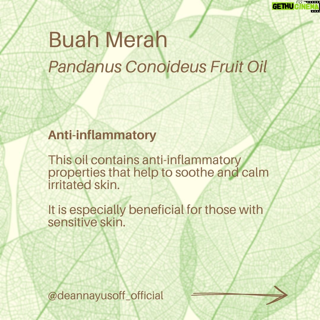 Deanna Yusoff Instagram - Hey there! I'm super excited to share that I'll be using Buah Merah as a carrier oil in my upcoming product launch. I'm really loving the amazing color it brings, and it's already inspiring some ideas for future formulations too. I can't wait to share more about my new product with you, but please bear with me - I believe that good things come to those who wait for the right time. Buah Merah, also known as Pandanus Conoideus or Red Fruit Oil, is a type of oil that is extracted from the fruit of the Pandanus Conoideus tree. The plant is native to Papua, Indonesia, and is commonly found in the Pacific Islands, including Fiji, Vanuatu, and the Solomon Islands. The oil from the Buah Merah is typically extracted using cold-pressing or expeller-pressing methods. Cold-pressing involves using a hydraulic press to extract the oil from the fruit without the use of heat. This method helps to retain the oil's natural nutrients and antioxidants, making it ideal for use in skincare products. Expeller-pressing, on the other hand, involves using a mechanical press to extract the oil from the fruit. This method applies heat and pressure to the fruit, which can alter the oil's chemical composition and reduce its natural nutrients. After the oil is extracted, it is then filtered and refined to remove any impurities, resulting in a pure and high-quality oil that can be used in skincare products. It is worth noting that the extraction process can vary depending on the manufacturer and the equipment used. Therefore, it is essential to choose a reputable brand that uses high-quality extraction methods to ensure that you get the best quality oil. Apart from its use in skincare, Buah Merah oil is also used in traditional medicine to treat various ailments, including digestive issues and respiratory problems. Additionally, the oil is also used as a natural food coloring in some traditional dishes in Papua. Have you heard of this ingredient before? I would love to hear about your experience with it, so please let me know! #buahmerah #ingredient #carrieroil #formulation #naturalskincare
