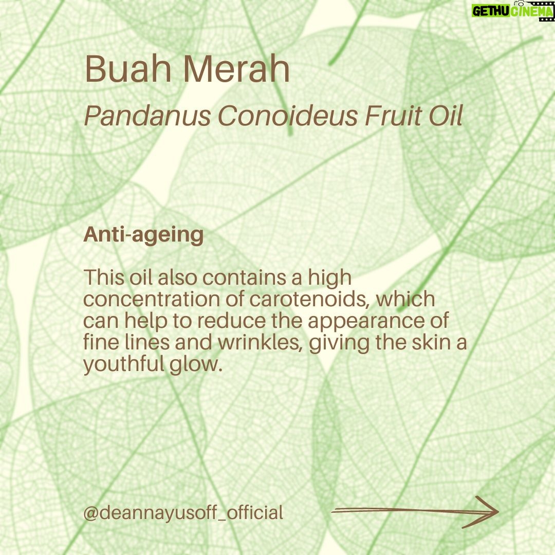 Deanna Yusoff Instagram - Hey there! I'm super excited to share that I'll be using Buah Merah as a carrier oil in my upcoming product launch. I'm really loving the amazing color it brings, and it's already inspiring some ideas for future formulations too. I can't wait to share more about my new product with you, but please bear with me - I believe that good things come to those who wait for the right time. Buah Merah, also known as Pandanus Conoideus or Red Fruit Oil, is a type of oil that is extracted from the fruit of the Pandanus Conoideus tree. The plant is native to Papua, Indonesia, and is commonly found in the Pacific Islands, including Fiji, Vanuatu, and the Solomon Islands. The oil from the Buah Merah is typically extracted using cold-pressing or expeller-pressing methods. Cold-pressing involves using a hydraulic press to extract the oil from the fruit without the use of heat. This method helps to retain the oil's natural nutrients and antioxidants, making it ideal for use in skincare products. Expeller-pressing, on the other hand, involves using a mechanical press to extract the oil from the fruit. This method applies heat and pressure to the fruit, which can alter the oil's chemical composition and reduce its natural nutrients. After the oil is extracted, it is then filtered and refined to remove any impurities, resulting in a pure and high-quality oil that can be used in skincare products. It is worth noting that the extraction process can vary depending on the manufacturer and the equipment used. Therefore, it is essential to choose a reputable brand that uses high-quality extraction methods to ensure that you get the best quality oil. Apart from its use in skincare, Buah Merah oil is also used in traditional medicine to treat various ailments, including digestive issues and respiratory problems. Additionally, the oil is also used as a natural food coloring in some traditional dishes in Papua. Have you heard of this ingredient before? I would love to hear about your experience with it, so please let me know! #buahmerah #ingredient #carrieroil #formulation #naturalskincare