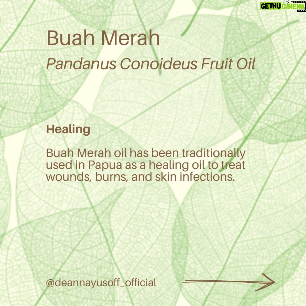 Deanna Yusoff Instagram - Hey there! I'm super excited to share that I'll be using Buah Merah as a carrier oil in my upcoming product launch. I'm really loving the amazing color it brings, and it's already inspiring some ideas for future formulations too. I can't wait to share more about my new product with you, but please bear with me - I believe that good things come to those who wait for the right time. Buah Merah, also known as Pandanus Conoideus or Red Fruit Oil, is a type of oil that is extracted from the fruit of the Pandanus Conoideus tree. The plant is native to Papua, Indonesia, and is commonly found in the Pacific Islands, including Fiji, Vanuatu, and the Solomon Islands. The oil from the Buah Merah is typically extracted using cold-pressing or expeller-pressing methods. Cold-pressing involves using a hydraulic press to extract the oil from the fruit without the use of heat. This method helps to retain the oil's natural nutrients and antioxidants, making it ideal for use in skincare products. Expeller-pressing, on the other hand, involves using a mechanical press to extract the oil from the fruit. This method applies heat and pressure to the fruit, which can alter the oil's chemical composition and reduce its natural nutrients. After the oil is extracted, it is then filtered and refined to remove any impurities, resulting in a pure and high-quality oil that can be used in skincare products. It is worth noting that the extraction process can vary depending on the manufacturer and the equipment used. Therefore, it is essential to choose a reputable brand that uses high-quality extraction methods to ensure that you get the best quality oil. Apart from its use in skincare, Buah Merah oil is also used in traditional medicine to treat various ailments, including digestive issues and respiratory problems. Additionally, the oil is also used as a natural food coloring in some traditional dishes in Papua. Have you heard of this ingredient before? I would love to hear about your experience with it, so please let me know! #buahmerah #ingredient #carrieroil #formulation #naturalskincare